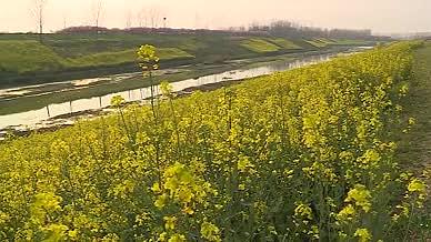 小河边的油菜花拍摄视频的预览图